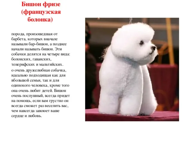 Описание Бишон Фризе