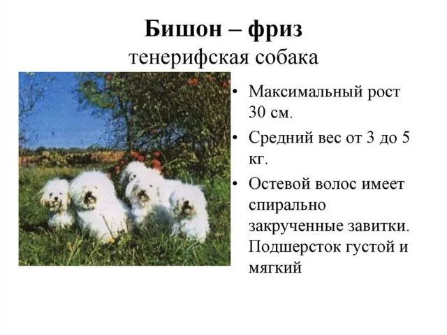 Описание породы Бишон Фризе