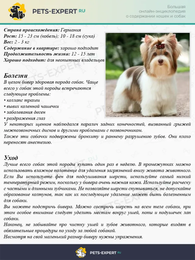 Описание породы бивер