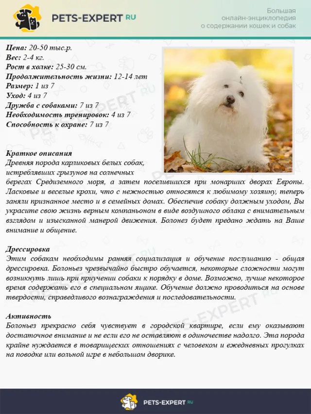 Описание породы болоньез