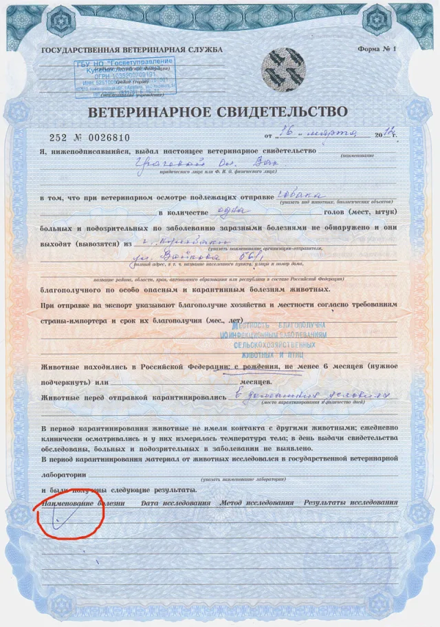 Пример справки по форме Ф1