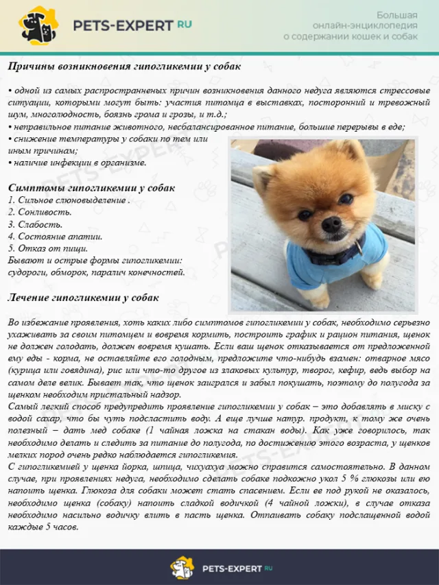 Причины возникновения гипогликемии у собак,симптомы, лечение