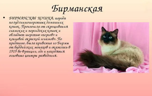 Происхождение бирманской породы кошек