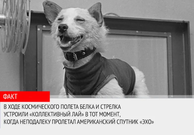 Реакция Белки и Стрелки на американский спутник "Эхо"