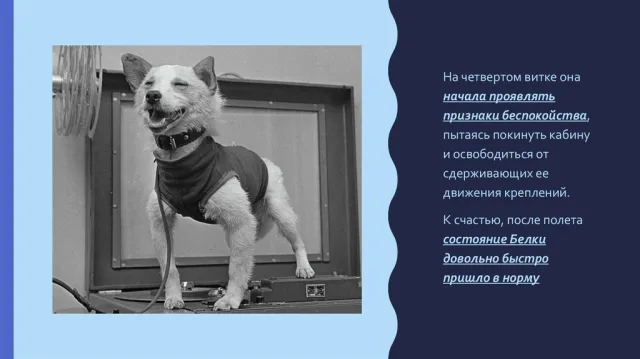 Реакция Белки на полет