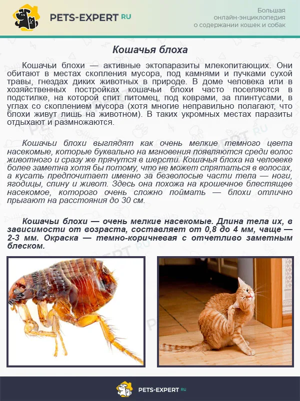 Кошачья блоха