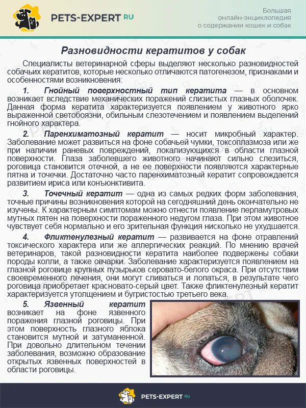 Разновидности кератитов у собак