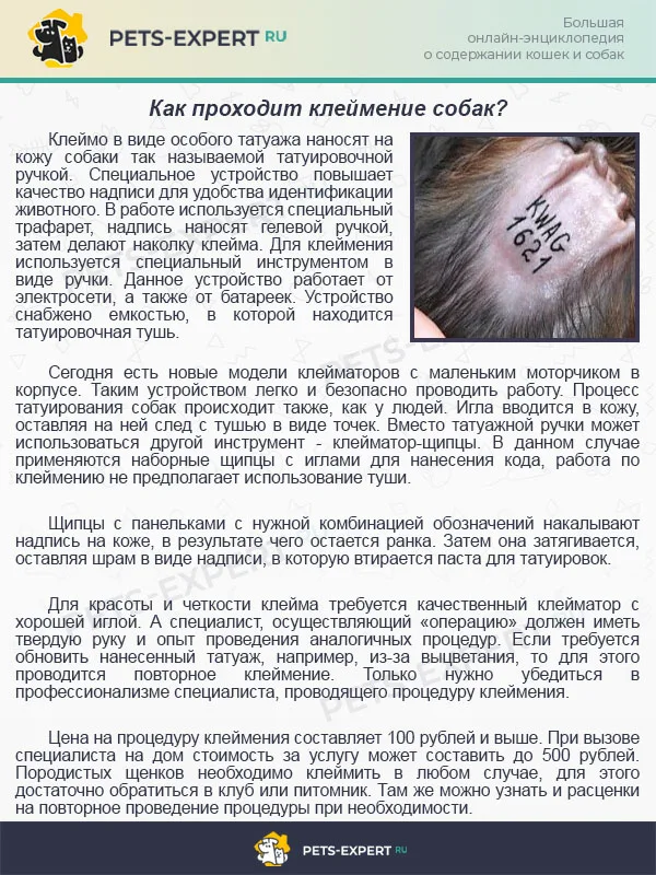 Как проходит клеймение собак?