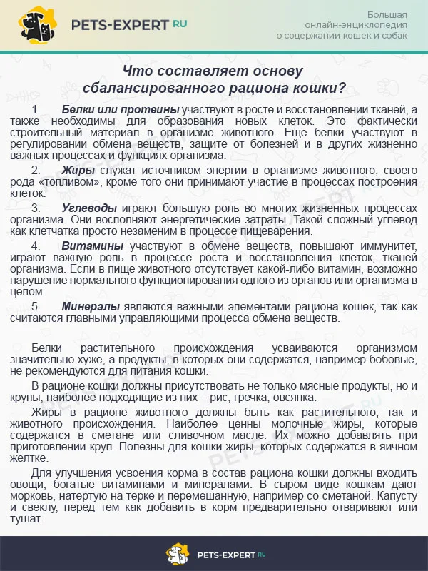 Что составляет основу сбалансированного рациона кошки?