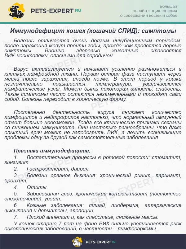 Иммунодефицит кошек (кошачий СПИД): симптомы