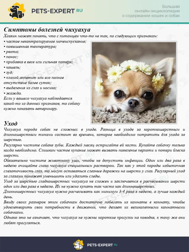 Симптомы болезней чихуахуа и уход за собаками