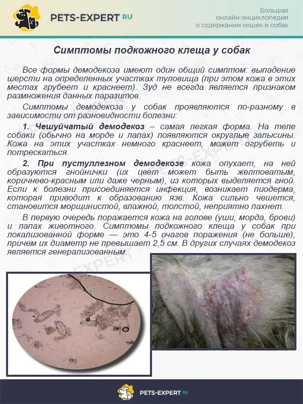Симптомы подкожного клеща у собак
