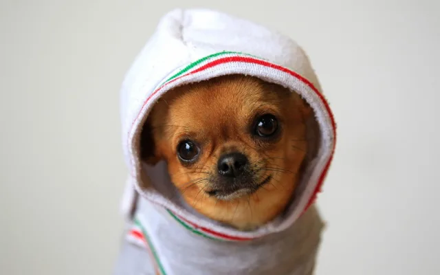 Собака может дрожать из-за холода