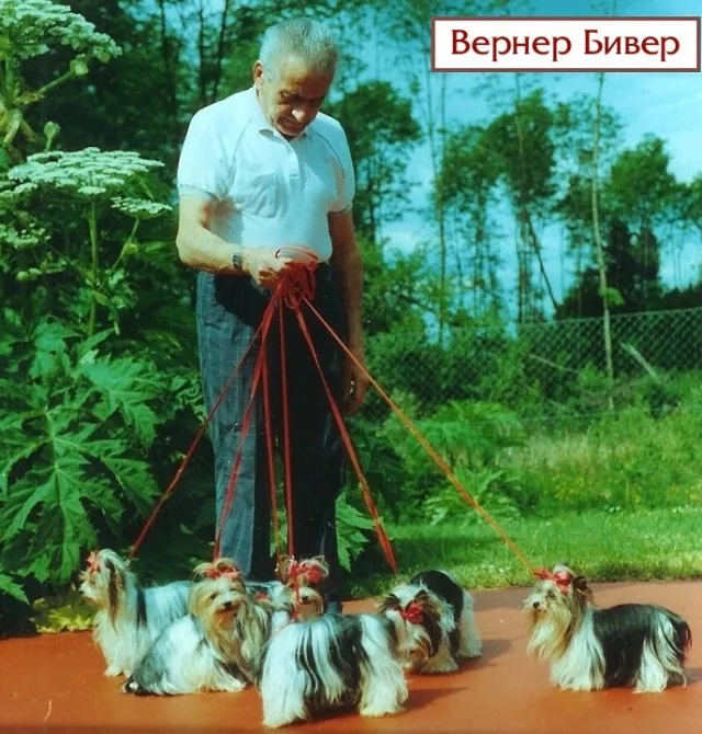 Создатель породы - Вернер Бивер