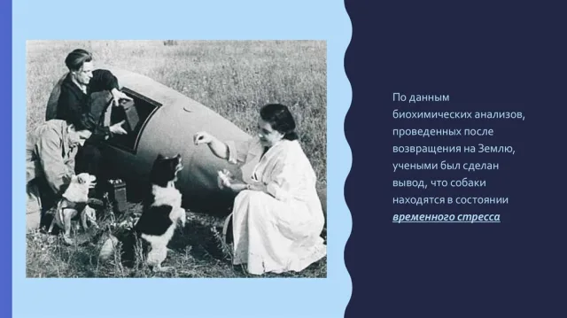 Состояние собак после полета