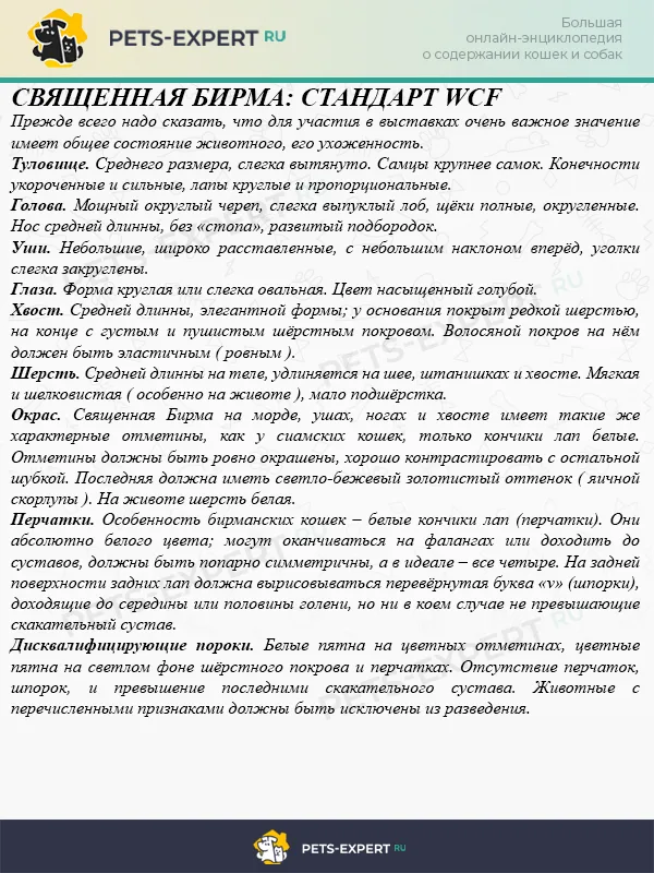Стандарт породы священная бирма