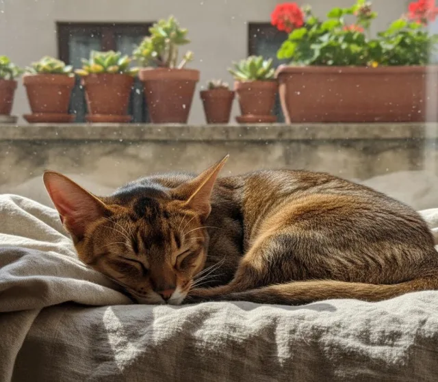 Типичный представитель абиссинской кошки "дикого" окраса