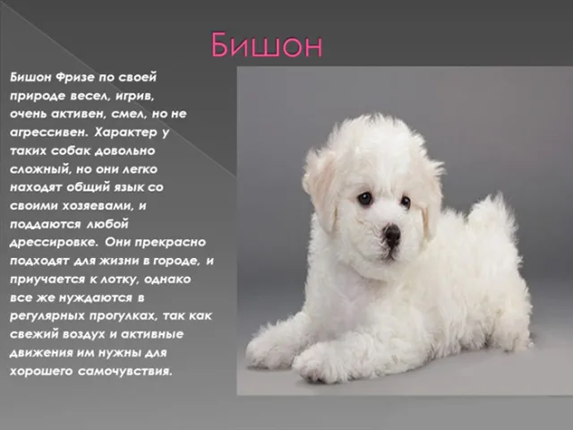 Черты характера Бишона Фризе