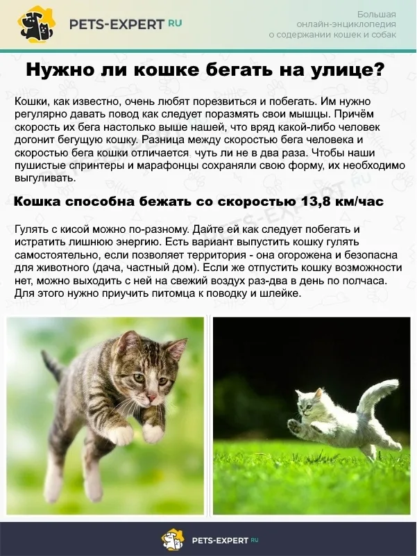 Двигательная активность для кошек крайне важна