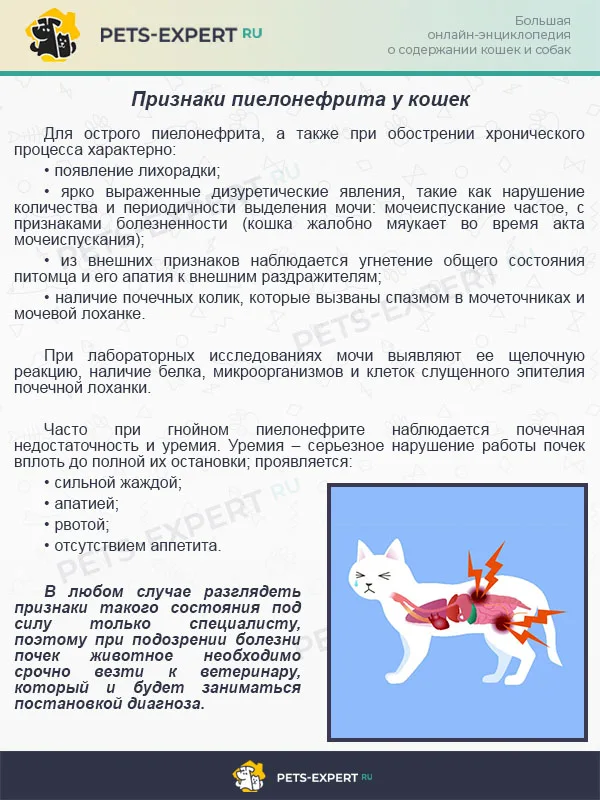 Признаки пиелонефрита у кошек