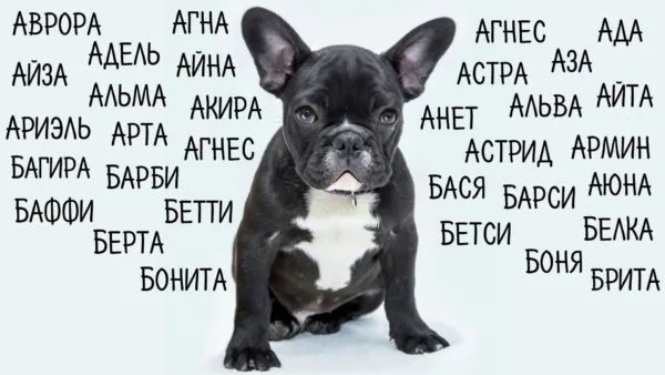 Выбираем английскую кличку для собаки