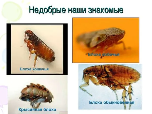 Виды блох