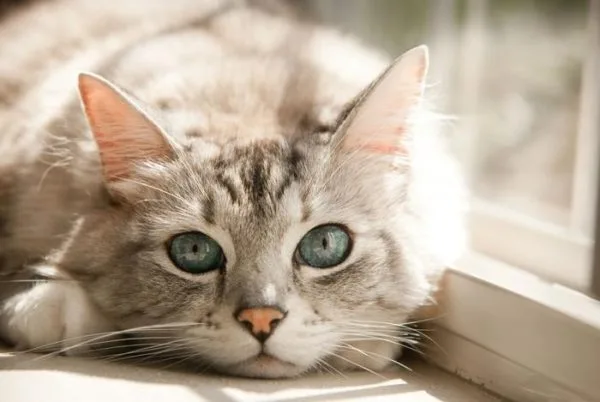 Анемия у кошек