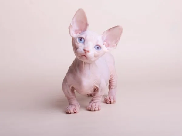 Котёнок Бамбино