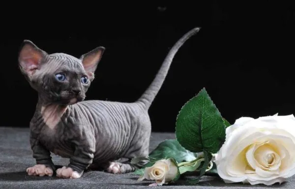 Котят Бамбино достаточно сложно найти в России