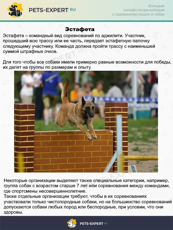 Аджилити может быть командным видом спорта