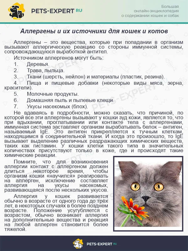 Аллергены и их источники для кошек и котов