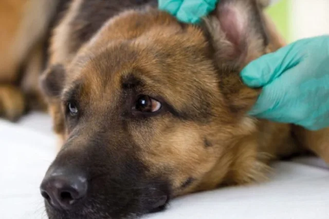 Аллергический отит провоцируют болезнетворные микробы