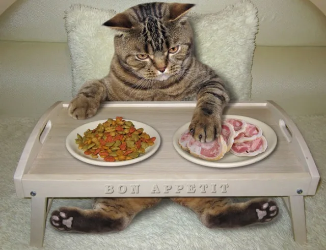 Аллергия у кошек на корм