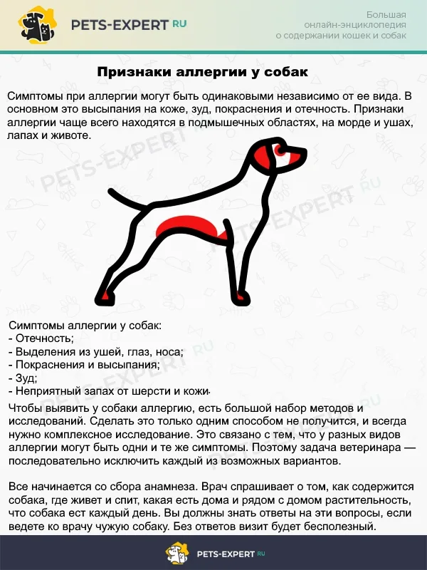 Аллергия у собак