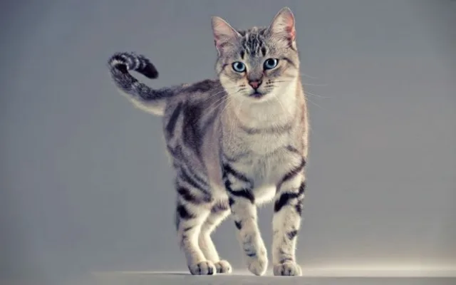 Американская короткошерстная кошка