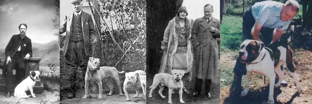 Американский бульдог - история в фотографиях