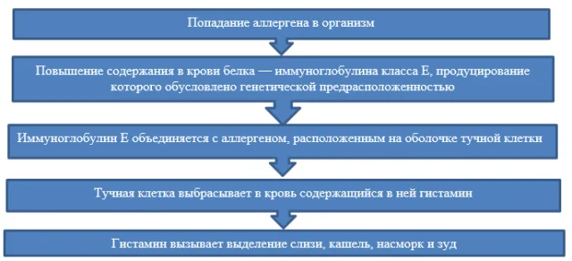 Механизм действия аллергической реакции