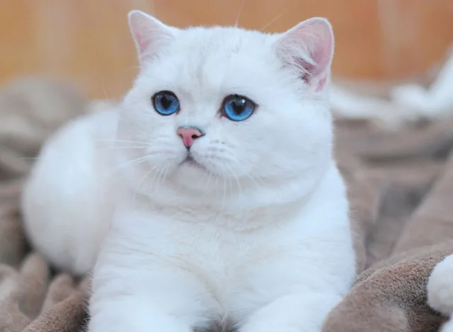 Белая кошка