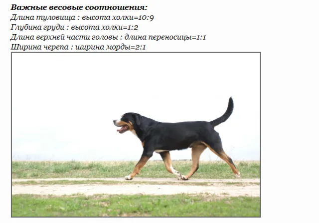 Важные весовые соотношения большого швейцарского зенненхунда