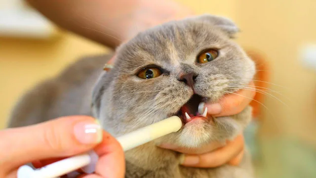 Вливание антигельминтика коту