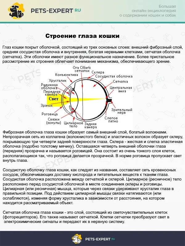 Глаза кошки: строение, схема