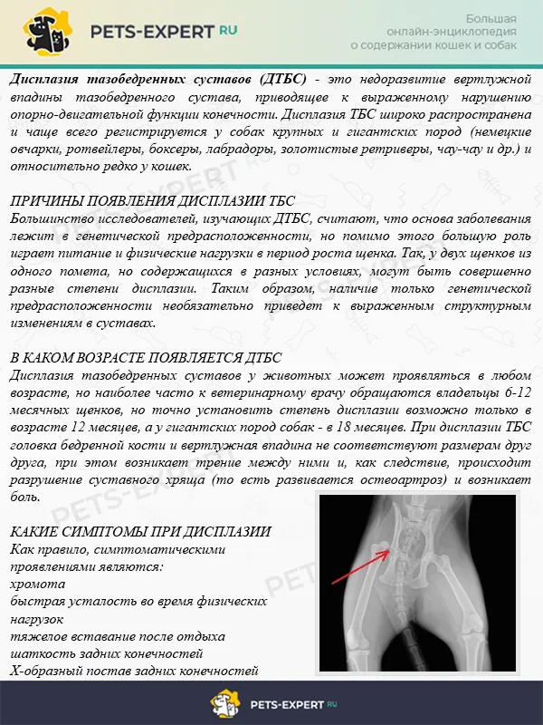 Дисплазия тазобедренных суставов