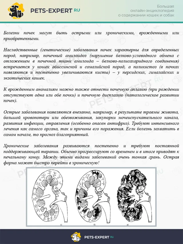 Заболевания почек у кошек и котов