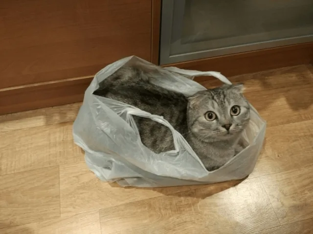 Использовать подручные средства при транспортировке кота не рекомендуется