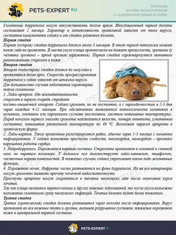 Как понять, что собака больна боррелиозом