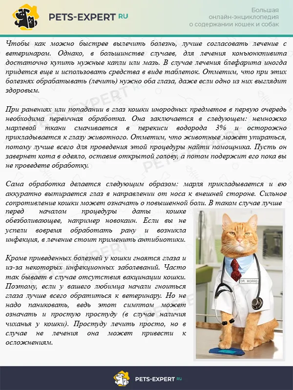 Как проводить лечение глаз у кошки