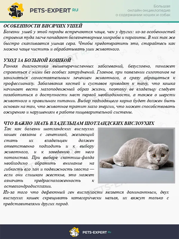 Как ухаживать за больной кошкой