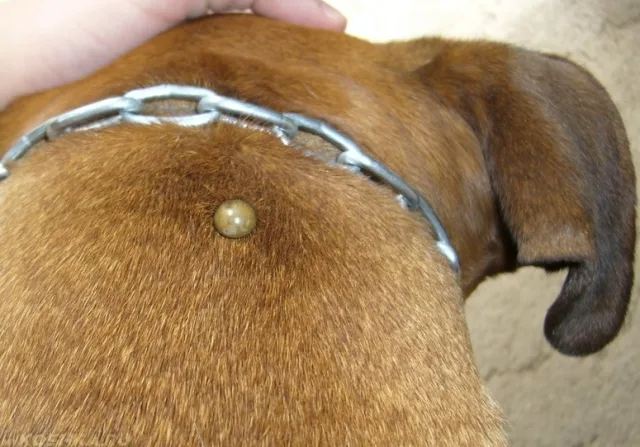 Клещ у собаки