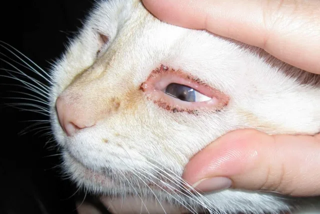 Конъюнктивит у кошки