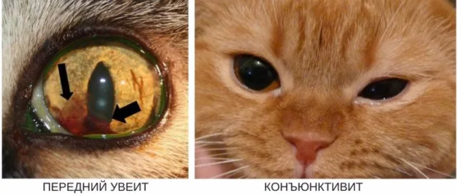 Конъюнктивит и увеит у кошки